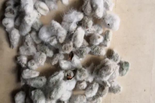 棉花的生长环境和条件,附种植方法