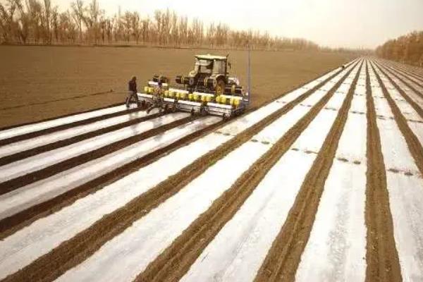 棉花的生长环境和条件,附种植方法