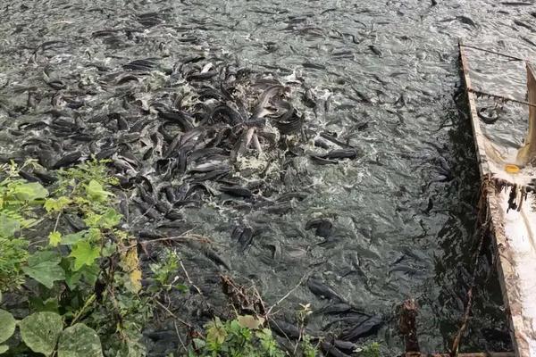 塘角鱼养多少个月,附养殖方法