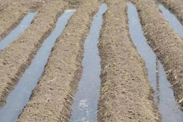 草莓打过老叶后打什么药,附草莓的种植方法