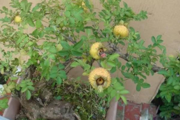 盆栽刺梨怎么养,几月份成熟