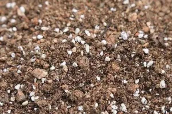 盆栽刺梨怎么养,几月份成熟