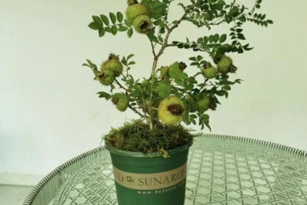 盆栽刺梨怎么养,几月份成熟