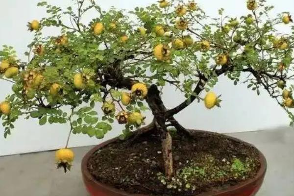 盆栽刺梨怎么养,几月份成熟