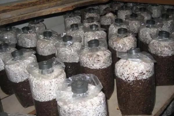 种菌菇怎么种植方法,菌菇的种类有哪些