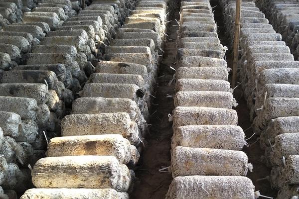 蘑菇的种植技术与管理,菌包买回来怎么处理,多久出一批工蜂