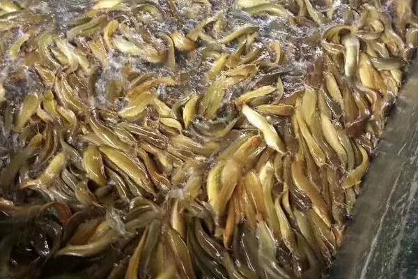 黄角鱼的养殖方法和注意事项,池塘怎么建造