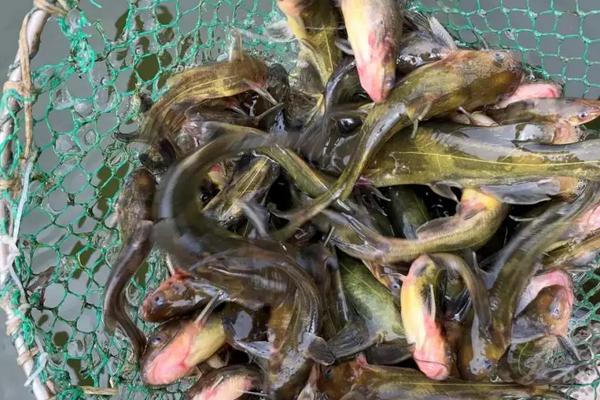 黄角鱼的养殖方法和注意事项,池塘怎么建造