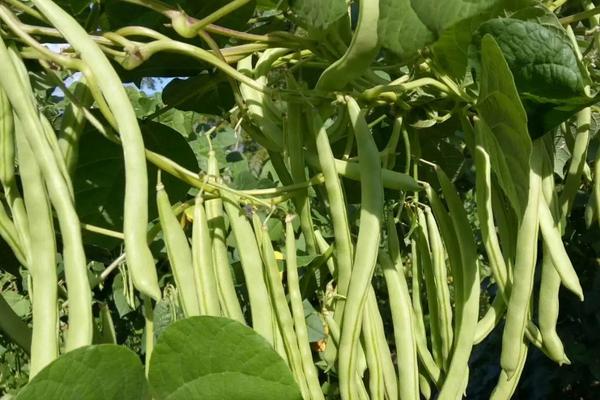 四季豆亩产一般多少斤,附种植方法和种植时间