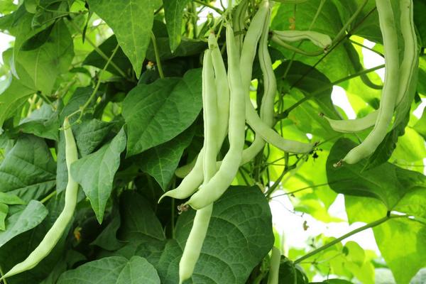 四季豆亩产一般多少斤,附种植方法和种植时间