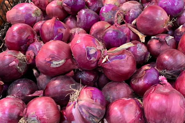 洋葱怎么育苗,几天能出苗