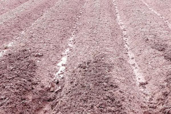 洋葱怎么育苗,几天能出苗