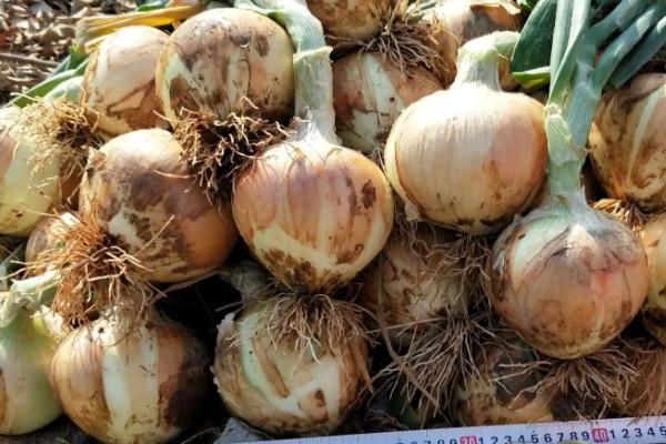 洋葱怎么育苗,几天能出苗