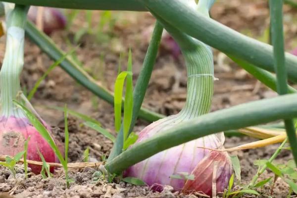 洋葱怎么育苗,几天能出苗