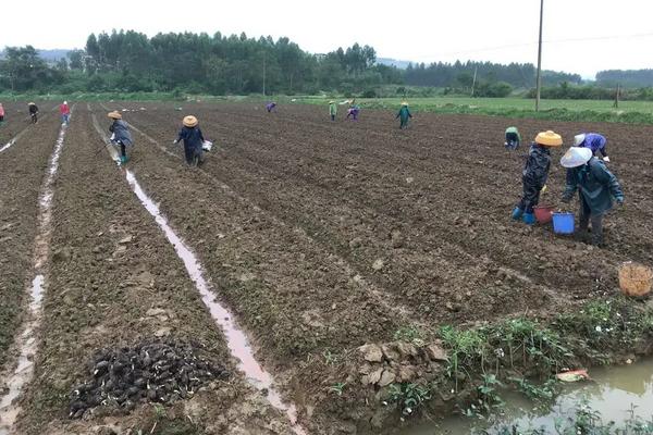 土豆亩产量一般能达到多少斤,附种植方法