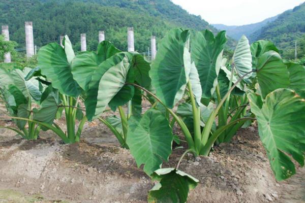 芋头种植技术与管理,叶子发黄是什么原因引起的