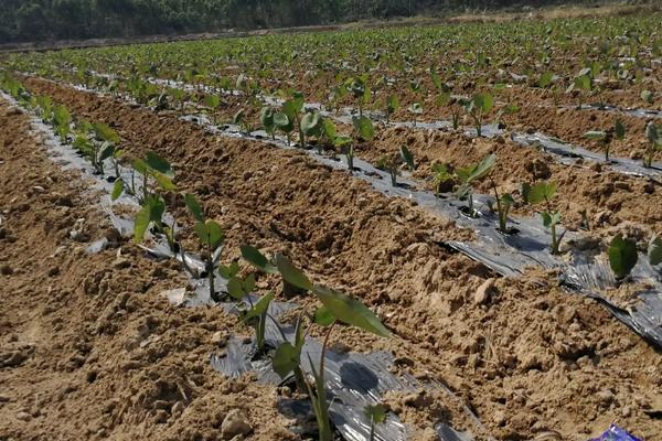 芋头种植技术与管理,叶子发黄是什么原因引起的