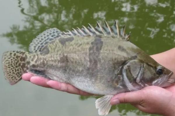 桂鱼吃什么食物，桂鱼的养殖条件和成本