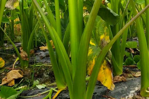 芋头种植技术与管理,叶子发黄是什么原因引起的