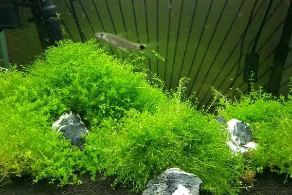 趴地矮珍珠怎么种?多久开始爬满缸