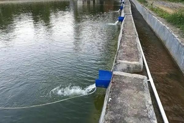 桂鱼吃什么食物，桂鱼的养殖条件和成本