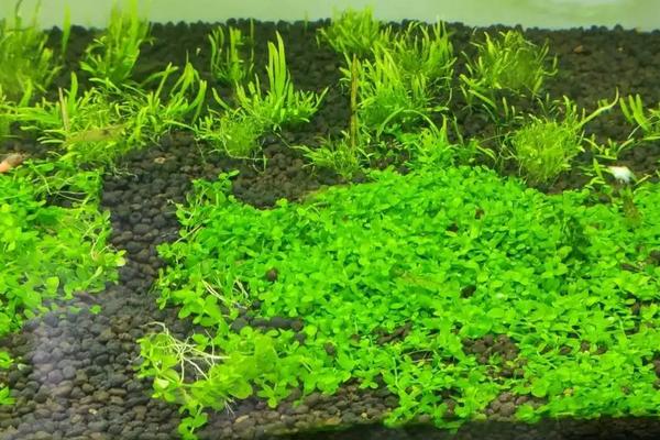 趴地矮珍珠怎么种?多久开始爬满缸