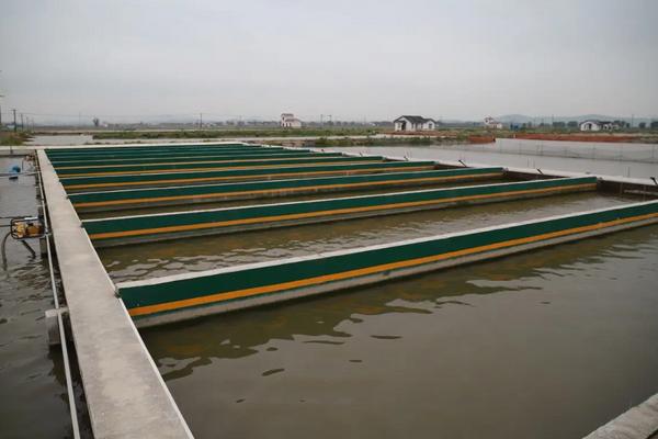 黄角鱼的养殖方法和注意事项,池塘怎么建造