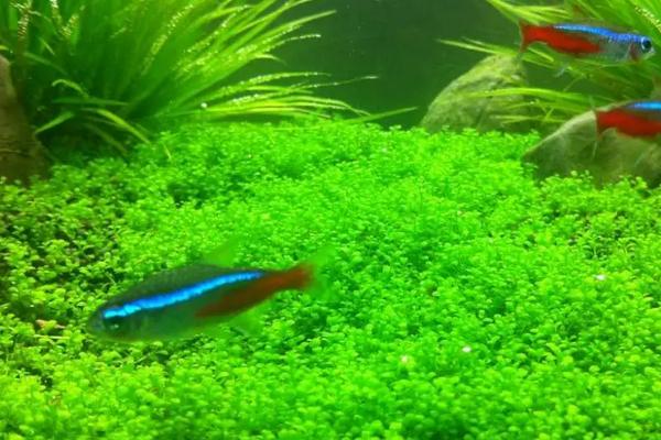 趴地矮珍珠怎么种?多久开始爬满缸