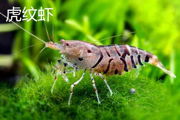 虾是胎生还是卵生，附虾的种类