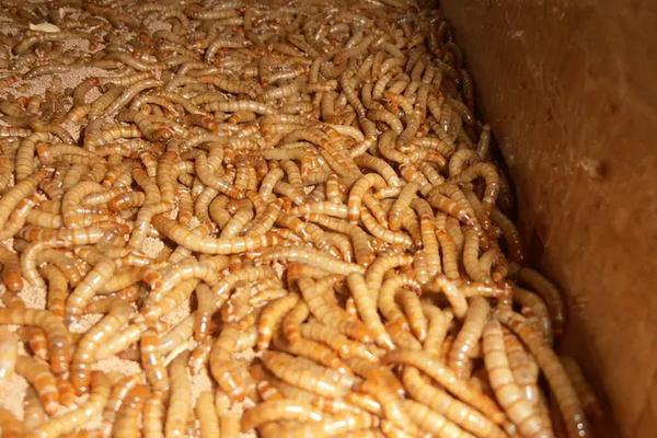 黄粉虫养殖技术与种苗,如何繁殖