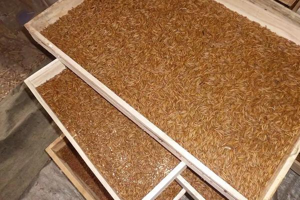 黄粉虫养殖技术与种苗,如何繁殖