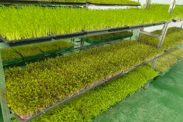 芽菜种植技术设备,附芽菜种植方法