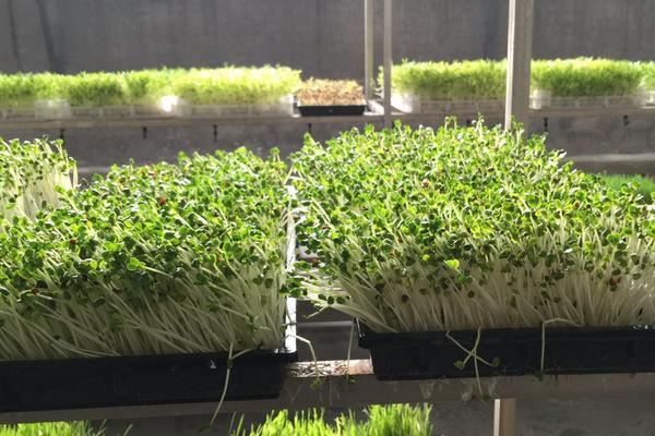 芽菜种植技术设备,附芽菜种植方法