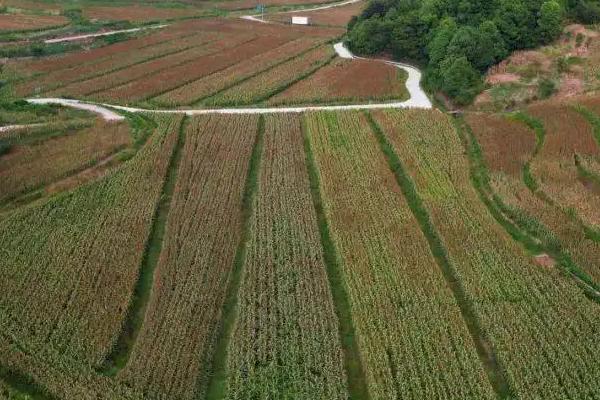 红缨子高粱亩产量多少，附产地分布和简介