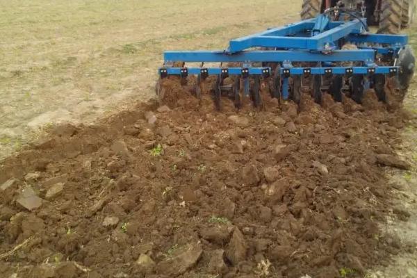 红缨子高粱亩产量多少，附产地分布和简介