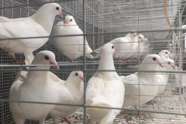 白鸽养殖技术和管理,鸽舍如何建造