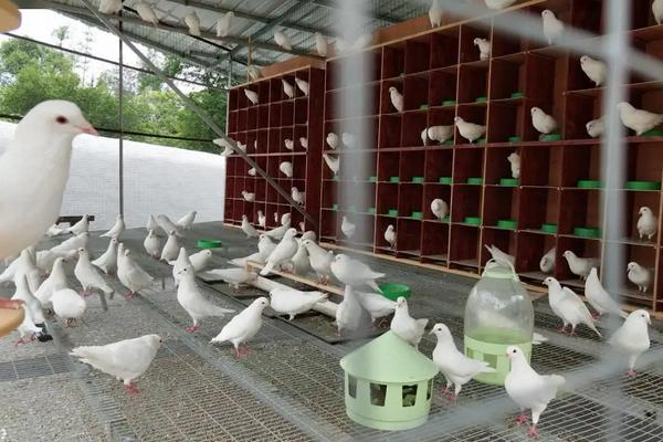 白鸽养殖技术和管理,鸽舍如何建造