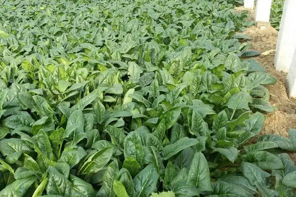 菠菜亩产,附种植方法