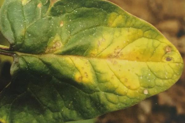 菠菜种植技术,多长时间能采收