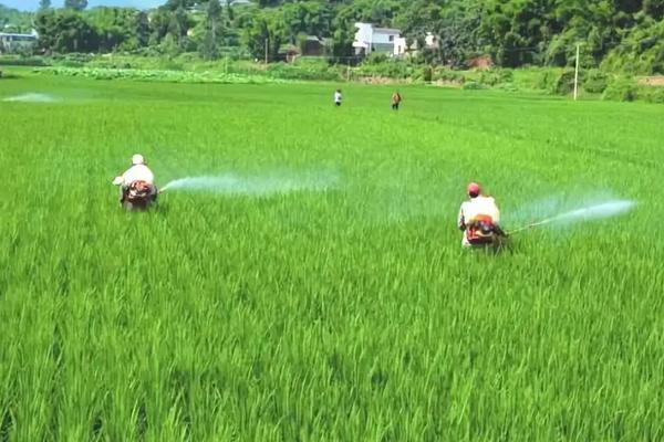 撒化肥三天才下雨有效吗，每年什么时候撒化肥合适，撒化肥需要几个步骤
