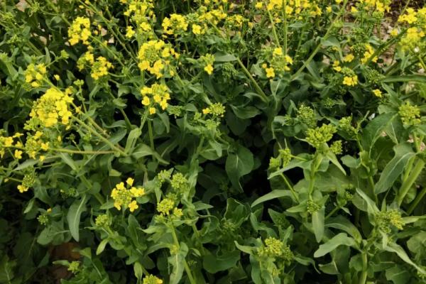 去年的油菜种子今年还可以种吗,油菜立春后还能追肥吗