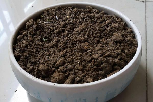 盆栽蒜苗种植方法和时间,种之前蒜需要剥皮吗