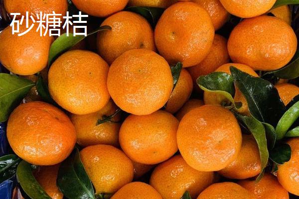 沙糖桔与南丰桔有何区别