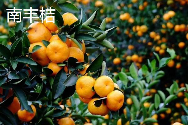 沙糖桔与南丰桔有何区别