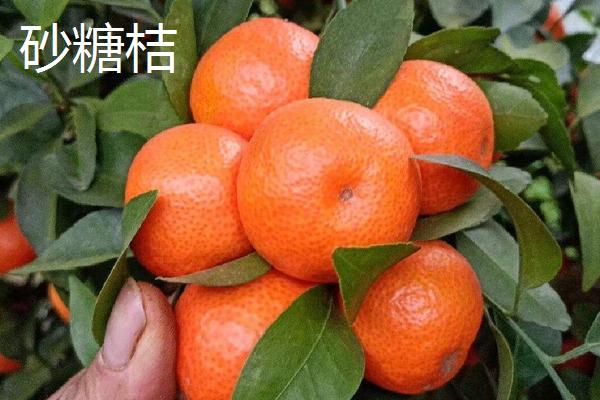 沙糖桔与南丰桔有何区别