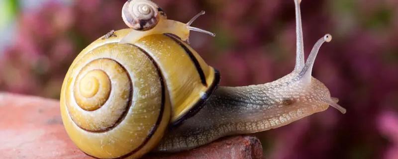 杀蜗牛的特效药，蜗牛是软体动物吗
