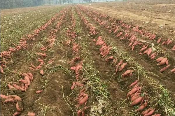 番薯种植需要什么条件，附种植方法