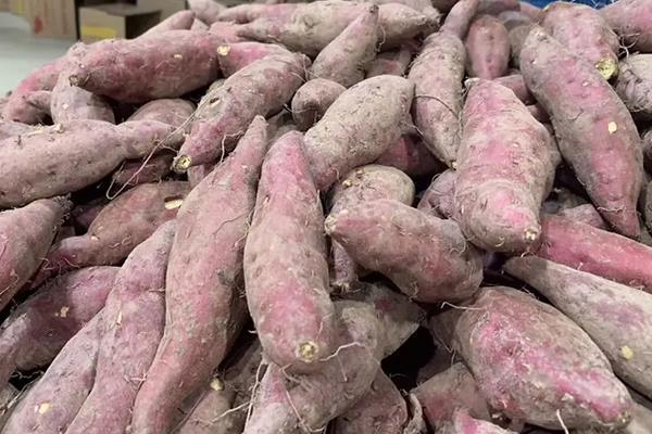 番薯怎么种植的，番薯和红薯的区别