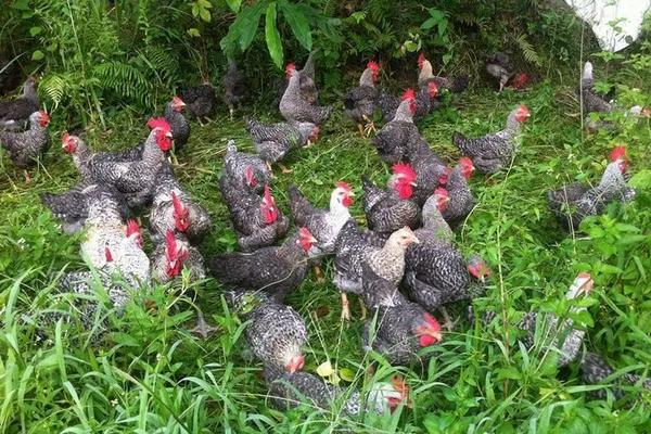 芦花鸡和普通鸡的区别，附芦花鸡的养殖技术