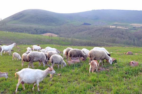 山羊的特点与性格特点,附山羊的养殖技术